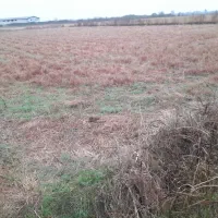 فروش-مزرعه-3060-متررودسر