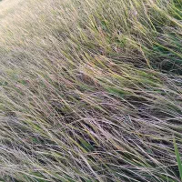 شالی فجر سوزنی|خوردنی و آشامیدنی|مزرعه کتول, |دیوار