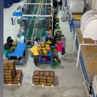 سورتینگ و سردخانه مجهز به دستگاه پیشرفته