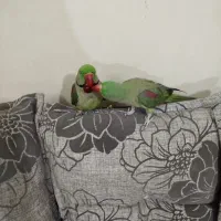 شاه طوطی نر و ماده