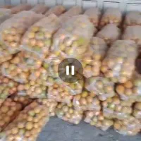 پرتقال شیرین بهترین محل بم