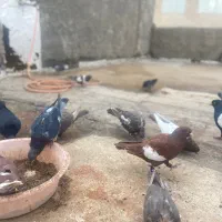 چند تا جوجه کلاغ جوجه سینه سیاه وسرک|پرنده|بجنورد, |دیوار