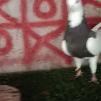 طوقی در حد|پرنده|خورموج, |دیوار