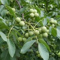 نهال گردو با کیفیت صادراتی با ارسال رایگان|خدمات باغبانی و درختکاری|قزوین, |دیوار