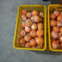 ۱۰۰ تن پرتقال سردخانه ای و انباری صادراتی