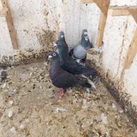 کبوتر