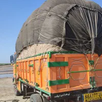 کاه کاه کاه کاه نیشکر نیشکر تازه پنبه ایی