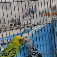 مرغ عشق|پرنده|شیراز, بریجستون|دیوار