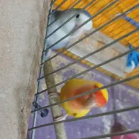 کتول|پرنده|فولادشهر, B6|دیوار