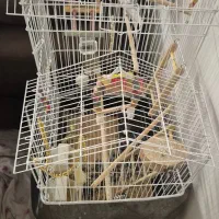 مرغ عشق و قفس بزرگ و وسایل یکجا