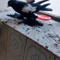 کبوتر قره کوینح