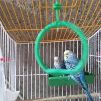 مرغ عشق باتمام وسایل