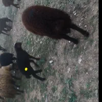 بره|حیوانات مزرعه|کنگاور, |دیوار