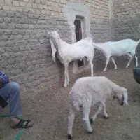 کره چپش گلابی|حیوانات مزرعه|اردکان, |دیوار
