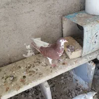 کبوترها همه سالم به شرط تخم و جوجه|پرنده|سبزوار, شهرک جهاد|دیوار