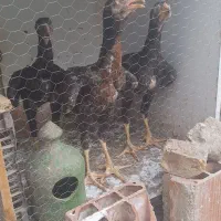 جوجه لاری دوتا خروس یه مرغ