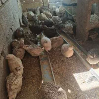 بلدرچین گوشتی و تخمگذار و تخم  نطفه دار و خوراکی