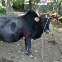 گاوچالوسی شکم دارپابه ماه