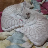 واگذاری گربهdomestic short hairرنگ کرم بژ|گربه|رشت, شهرک آیت الله منتظری|دیوار