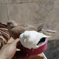 سهره قناری فنج مرغ عشق کبوتر طوطی قناری  بلدرچین