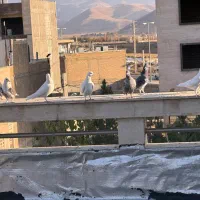 قفسه کبوتر|لوازم جانبی حیوانات|صدرا-فارس, فاز ۱|دیوار