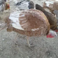 فروش پرنده باقیمت مناسب|پرنده|اشترینان, |دیوار