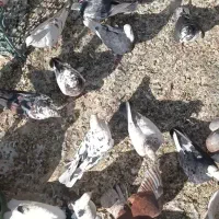 کبوتر پرشتی|حیوانات مزرعه|ملایر, |دیوار