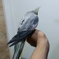 عروس هلندی ماده|پرنده|اهواز, کمپلو شمالی|دیوار