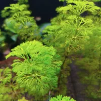 گیاه و‌ گوپی