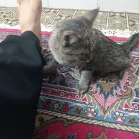 گربه دستی