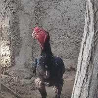 خووس لاری