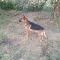 سگ ژرمن نر|سگ|جیرفت, |دیوار