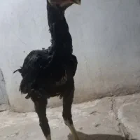 خر س شاموتیغ مشکی ونوچه مشکی وطوسی|حیوانات مزرعه|قم, شاه ابراهیم|دیوار