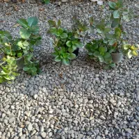 گل قاشقی و شمعدونی|گل و گیاه طبیعی|فاضل آباد, |دیوار