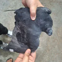 کفتر زاغ کاکلی