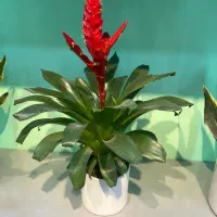 گل ‌وگیاه گل نرگس