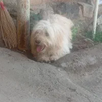 سگ تربیت شده نر