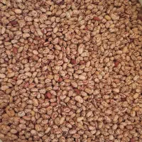 لوبیا چیتی (تلاش)درجه یک برای کاشت
