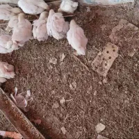 جوجه مرغ خروس (کردی -ماشینی)|حیوانات مزرعه|کرمانشاه, |دیوار