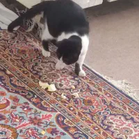 گربه واگذاری