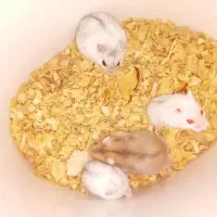 همستر کمپل مینیاتوری|موش و خرگوش|تهران, هفده شهریور|دیوار