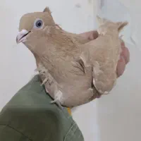 کبوتر لیمو ماده سینه فرکاکلی ونوک ریز