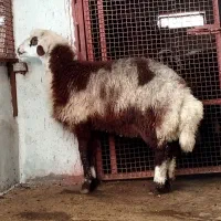 گوسفند ،۴ عدد توقلی ماده و ۱ عدد نر
