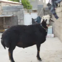 قوچ قره چال