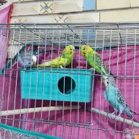 جفت مرغ عشق با دوتا جوجه|پرنده|شیراز, شهدای شهرک سعدی|دیوار