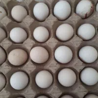 تخم مرغ گلین