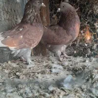 کبوتر پرشی|پرنده|مبارکه, |دیوار