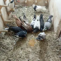 کفتر کبوتر رنگه والمانی دانه 180پادرپا