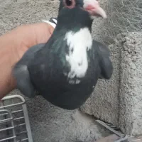 پلنگ. عتیغه