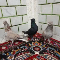 3نرکبوتردم سفید|پرنده|حمیدیه, |دیوار